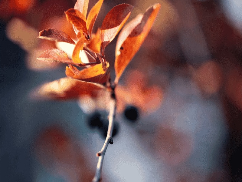 试管婴儿孕酮4.14咖啡试管分装瓶试管卵泡形态分析